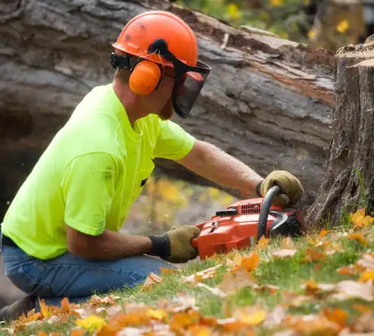 tree services Plandome Heights